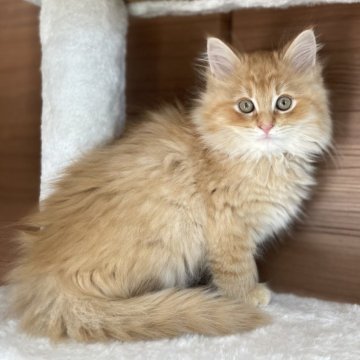 サイベリアン【千葉県・男の子・2025年9月12日・レッドタビー（トリプルコート）】の写真「見学日にお迎え可能⭕️」