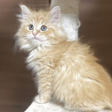 サイベリアン【千葉県・女の子・2025年9月12日・レッドタビー（トリプルコート）】の写真「見学日にお迎え可能⭕️」