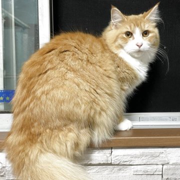 サイベリアン【千葉県・女の子・2025年3月28日・レッドタビー&ホワイト】の写真「見学日にお迎え可能⭕️」