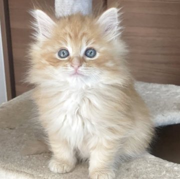 サイベリアン【千葉県・女の子・2025年9月12日・レッドタビー（トリプルコート）】の写真「愛嬌バツグン！レッドの女の子！」