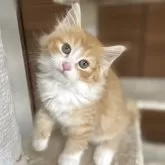 サイベリアン