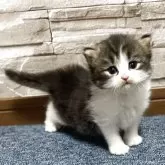 サイベリアン