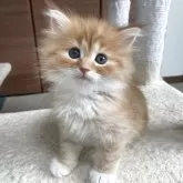 サイベリアン