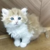 サイベリアン