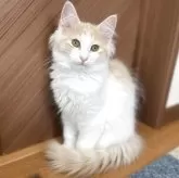 サイベリアン