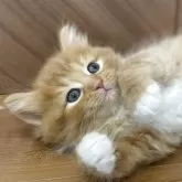 サイベリアン