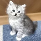 サイベリアン