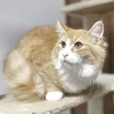 サイベリアン【千葉県・女の子・2025年3月28日・レッドタビー&ホワイト】の写真12