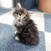 サイベリアン【千葉県・女の子・2025年7月23日・ブラウンパッチドタビー&ホワイト】の写真4