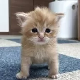 サイベリアン【千葉県・女の子・2025年9月12日・レッドタビー】の写真13