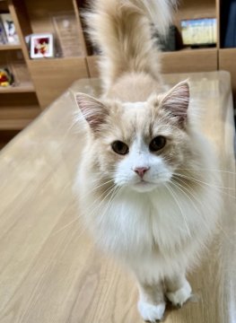 ノルウェージャンフォレストキャット【大阪府・男の子・2023年1月2日・クリームタビー&ホワイト】の写真「来客時は真っ先に挨拶に来る、とても人懐こい子です。」