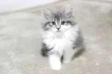 ノルウェージャンフォレストキャット【大阪府・女の子・2025年10月19日・ブルーマッカレルタビー&ホワイト】の写真2