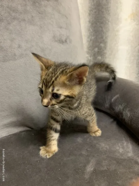 ID：2110-00959の子猫