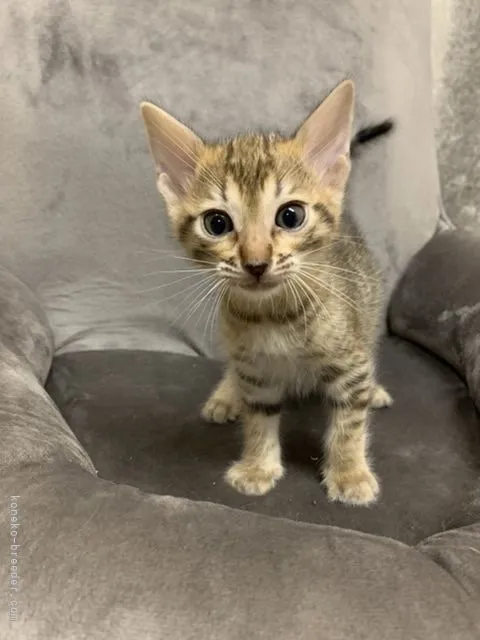 ID：2110-00964の子猫