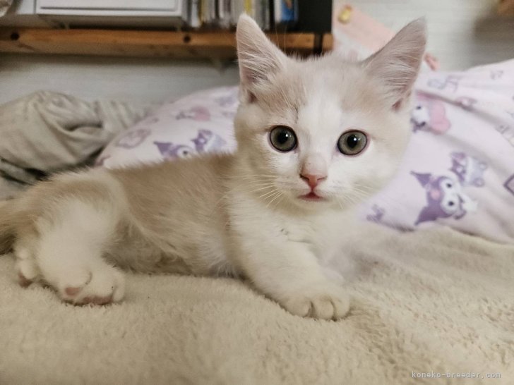 岡野将之ブリーダー