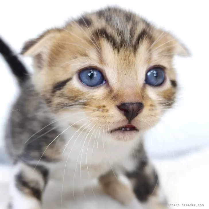 ID:2410-03199の子猫