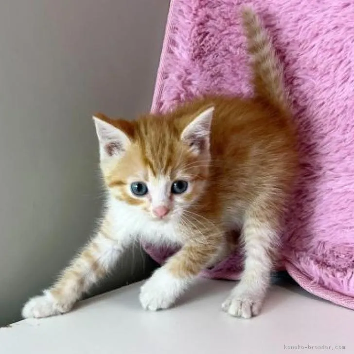 ID:2303-00498の子猫