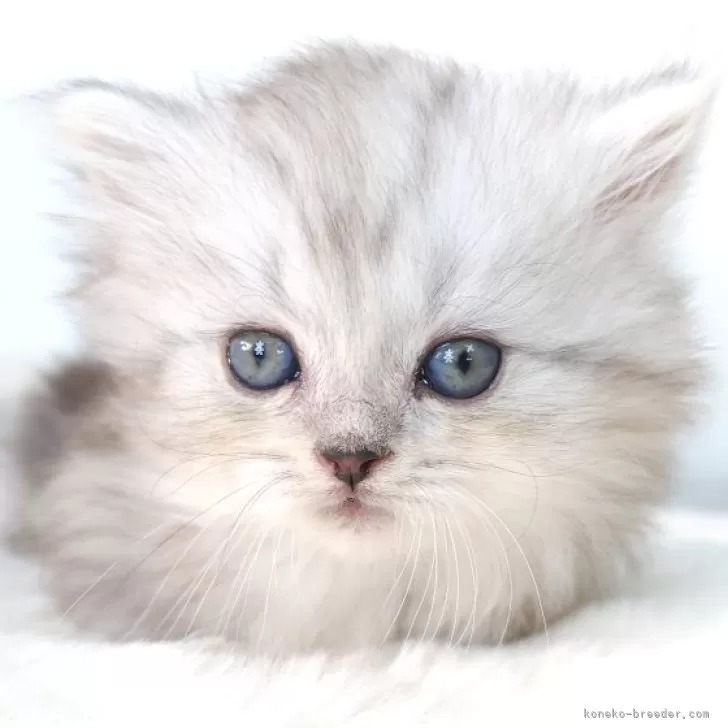 ID:2412-00716の子猫