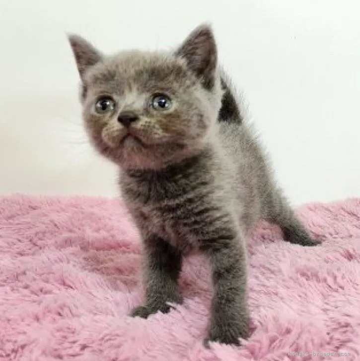 ID:2306-03309の子猫