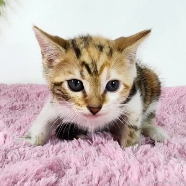 ID:2308-02944の子猫