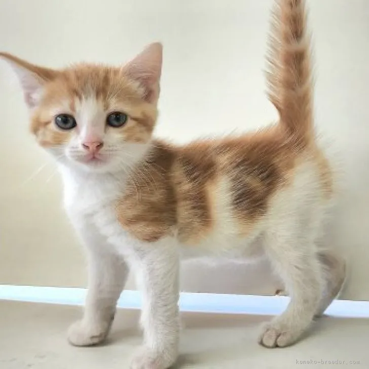 ID：2307-01257の子猫