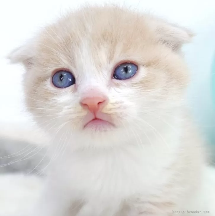 ID:2412-01414の子猫