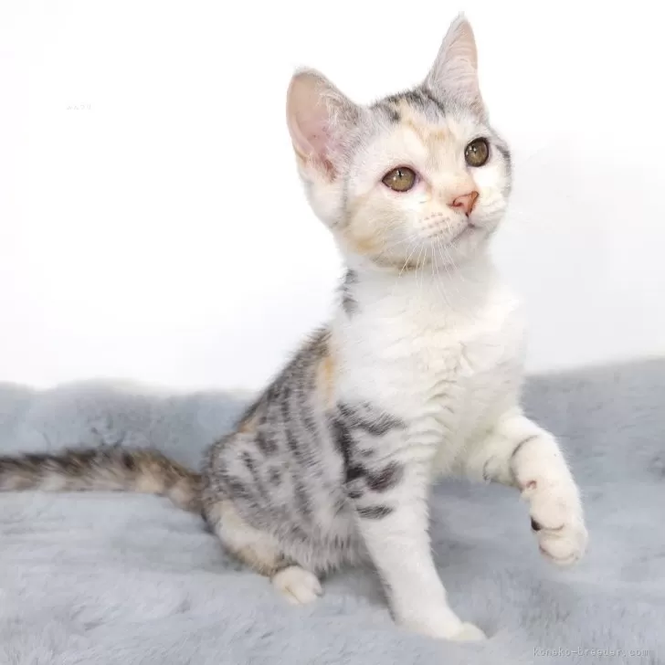 ID:2408-03131の子猫