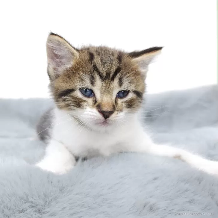 ID:2410-01210の子猫