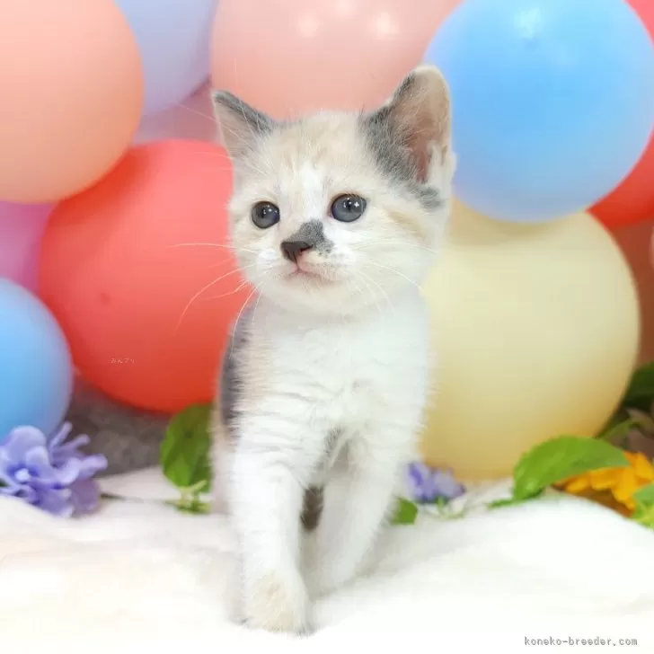 ID：2406-02209の子猫