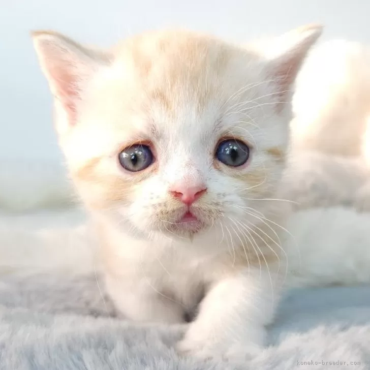 ID:2411-02225の子猫