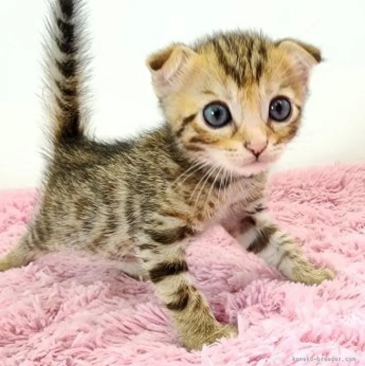 ID：2308-01427の子猫