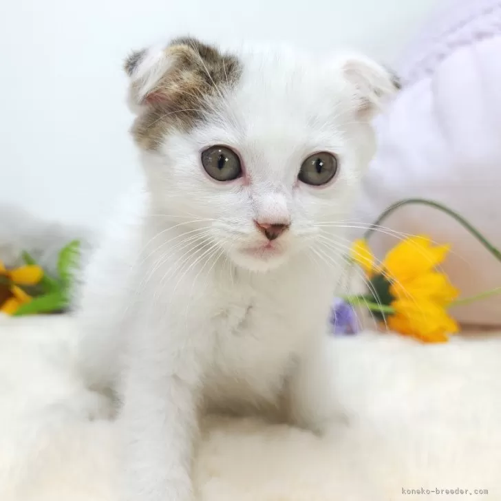 R.I 様のお迎えした子猫