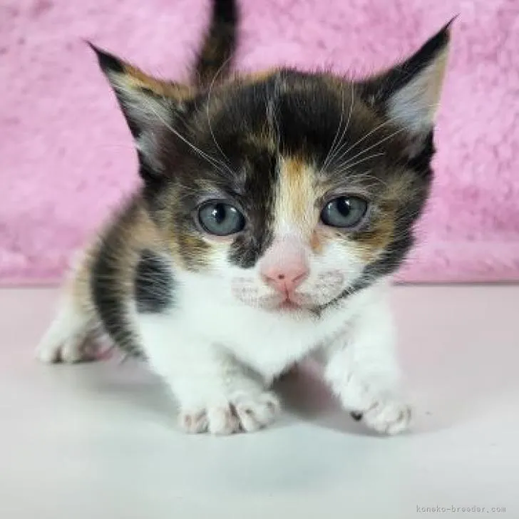 ID:2303-00458の子猫