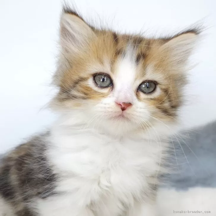 ID：2409-02892の子猫