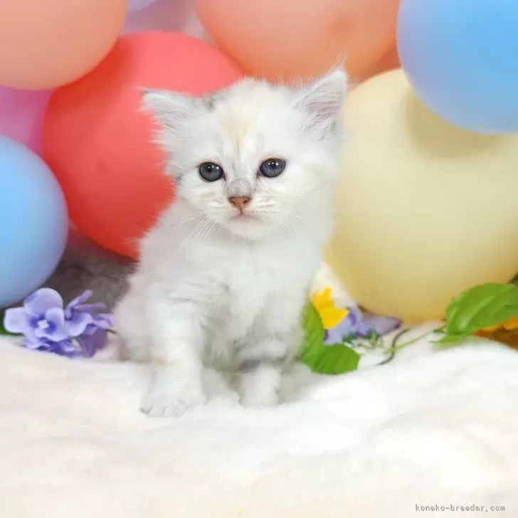 ID:2406-02207の子猫