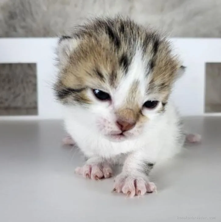 ID:2303-01125の子猫