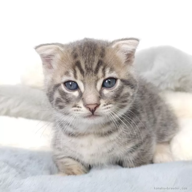 ID:2411-01877の子猫