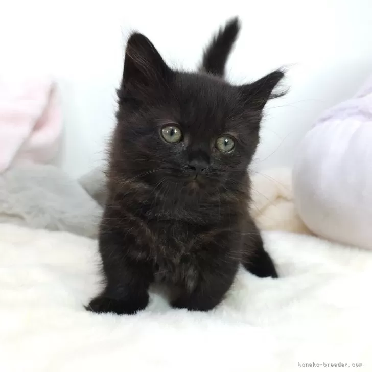 ID：2405-02950の子猫