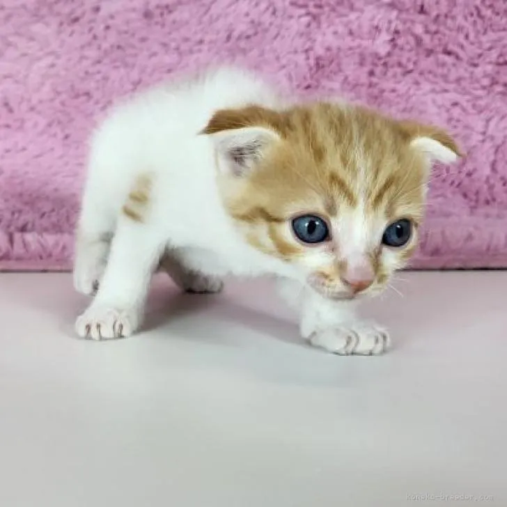 ID：2303-00461の子猫