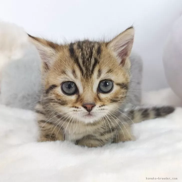 ID：2406-00198の子猫