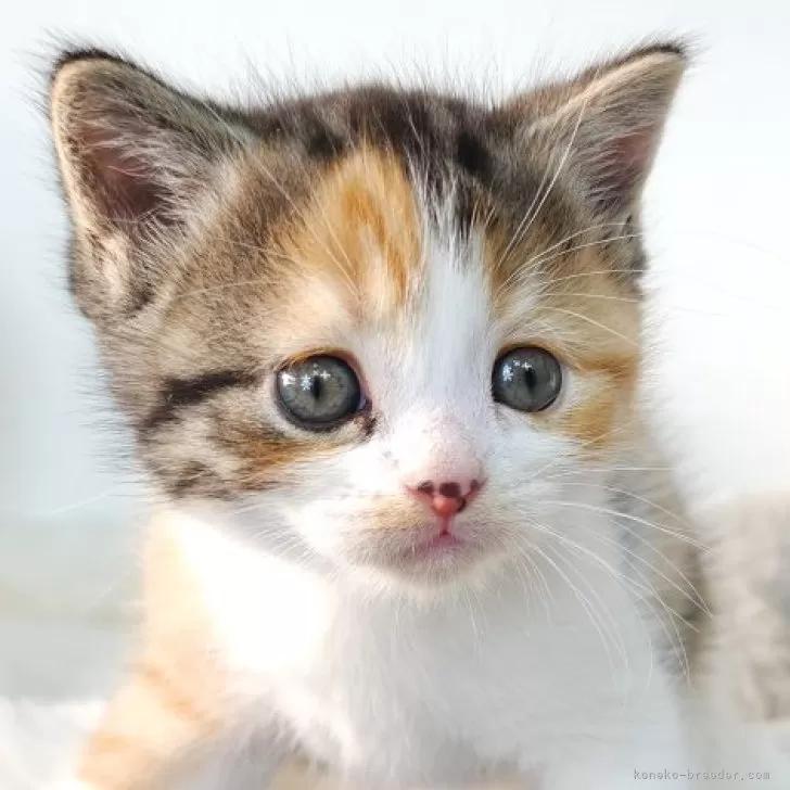 ID:2411-02221の子猫