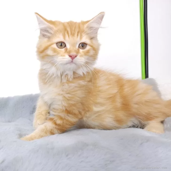 ID:2408-03024の子猫