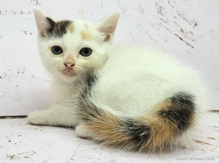 ID:2205-03451の子猫