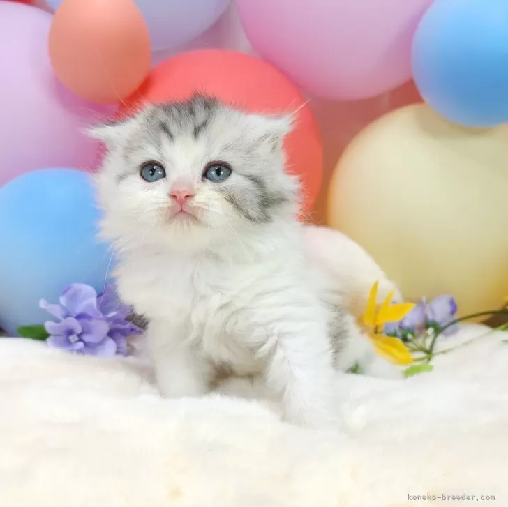 ID:2406-02184の子猫