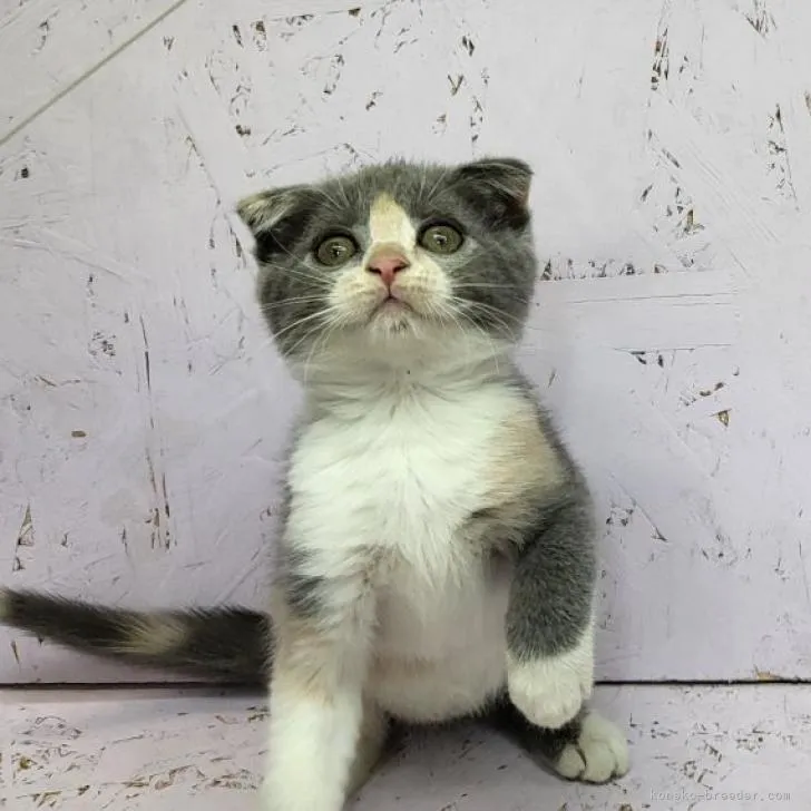 ID:2207-00422の子猫