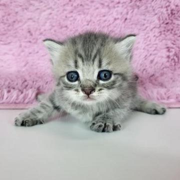 マンチカン(長足)【茨城県・男の子・2023年2月5日・シルバータビー】の写真「人気のマンチカンちゃんです♪」
