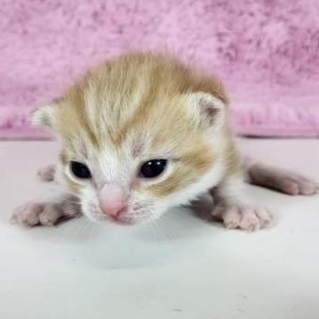 マンチカン(長足)【茨城県・男の子・2023年2月27日・レッドタビーホワイト】の写真「大人気マンチカンの男の子です♪」