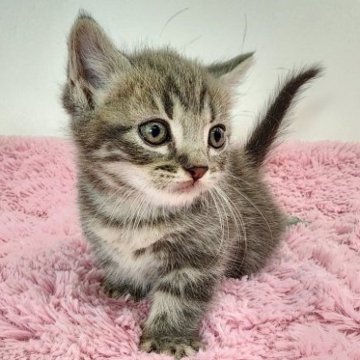 マンチカン(短足)【茨城県・男の子・2023年6月26日・ブルータビー】の写真「可愛いお顔のマンチカンくん♪」