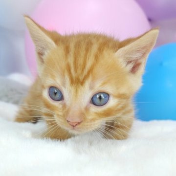 マンチカン(短足)【茨城県・男の子・2024年6月22日・レッドスポテッドタビー】の写真「短足おちびちゃん🩵」