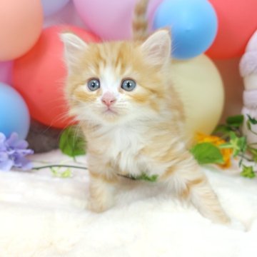 マンチカン(長足)【茨城県・男の子・2024年5月7日・レッドタビーホワイト】の写真「おっとり懐っこい男の子🩵」